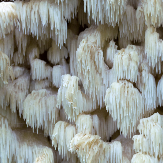 Lion's Mane Mushroom