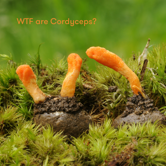 Cordyceps superfood mushrooms 