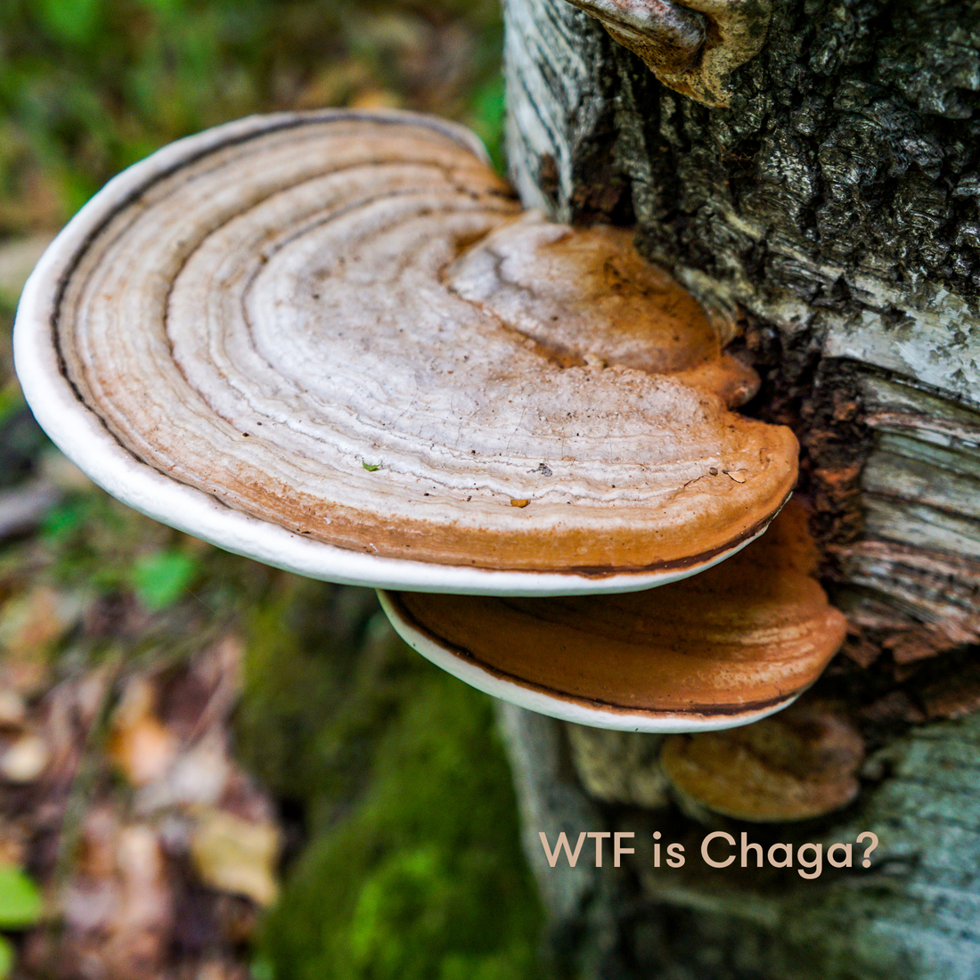 Chaga adaptogenic superfood mushroom